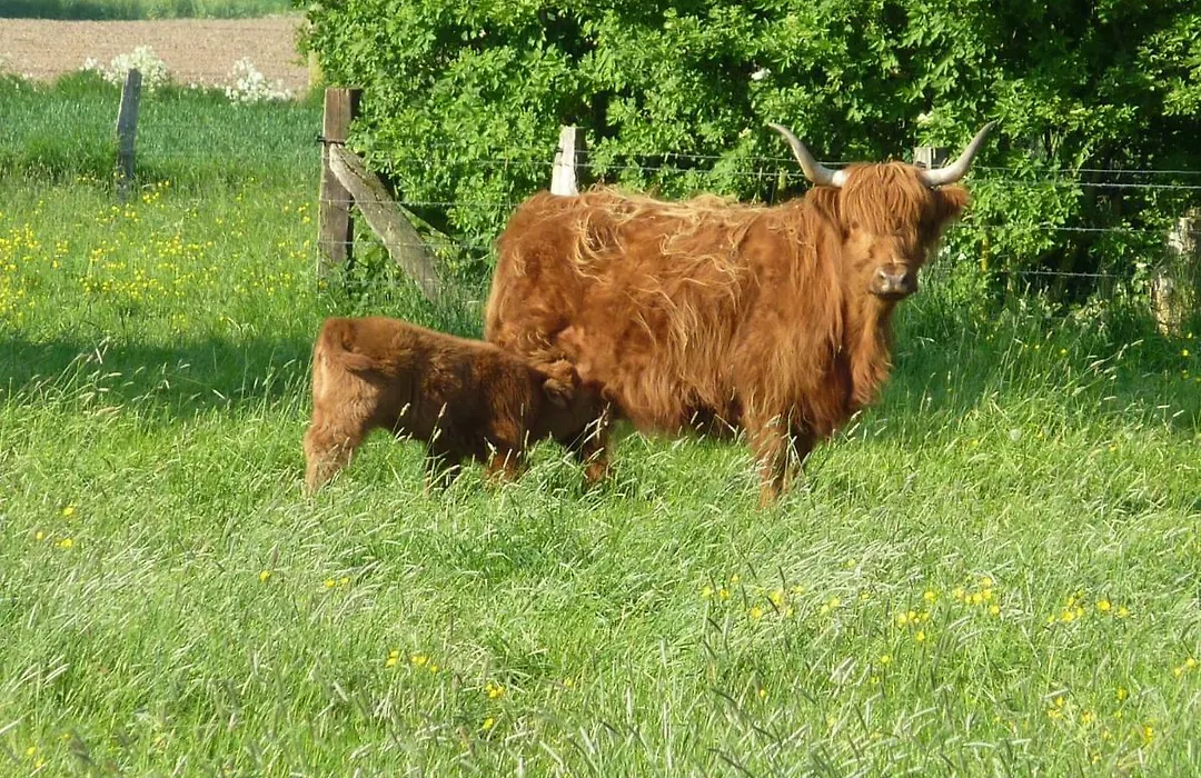 Rhinkieker Rees-1