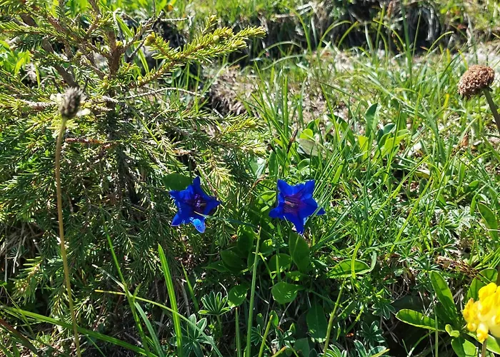 Haustierfreundliches Hotel: Jausenstation Neuschwand