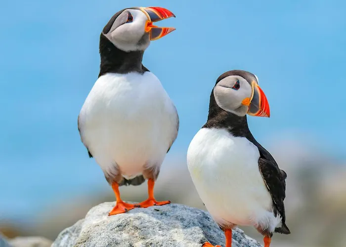 Haustierfreundliches Hotel: Hotel Hornerpub